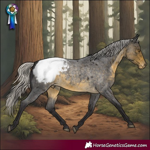 Horse Color:Silver Buckskin Roan Appaloosa 