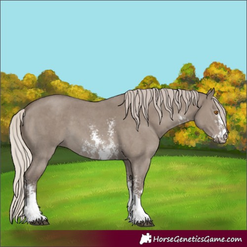 Horse Color:Silver Grullo Sabino 