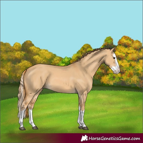 Horse Color:Red Dun Splash