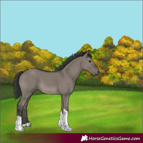 Horse Color:Grullo Tobiano