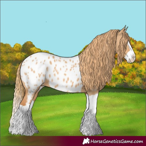 Horse Color:Red Dun Splash Appaloosa