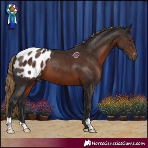 Horse Color:Gray Liver Chestnut Appaloosa 