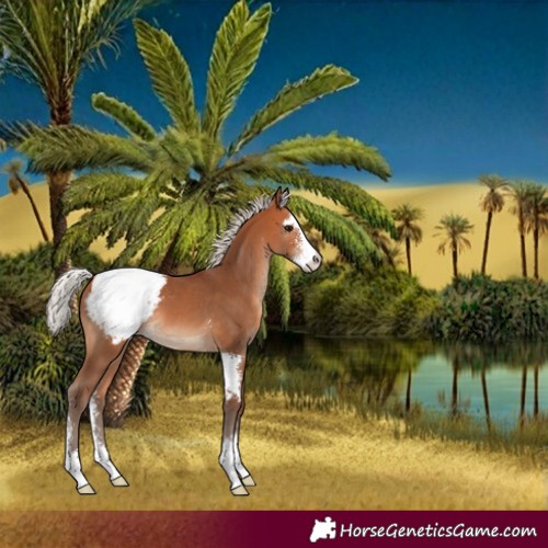Horse Color:Silver Bay Sabino Appaloosa