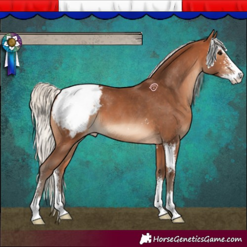 Horse Color:Silver Bay Sabino Snowcap 