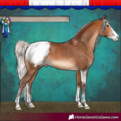 Horse Color:Silver Bay Sabino Snowcap 