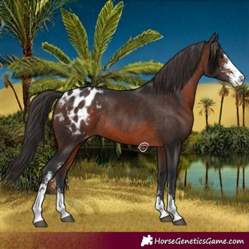 Horse Color:Brown Sabino Blanket Rabicano