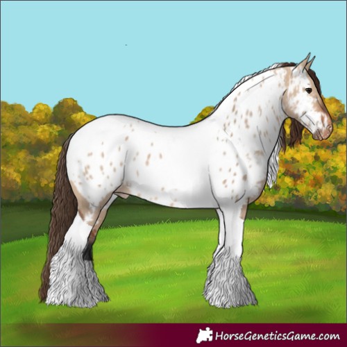 Horse Color:Bay Dun Tobiano Appaloosa 