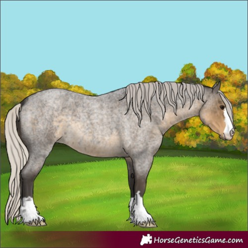 Horse Color:Silver Smoky Blue Roan 