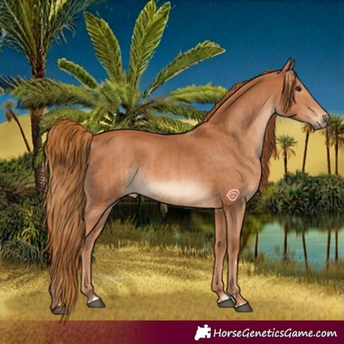 Horse Color:Chestnut and Chestnut