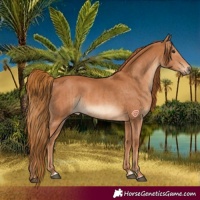 Horse Color:Chestnut  and Chestnut 
