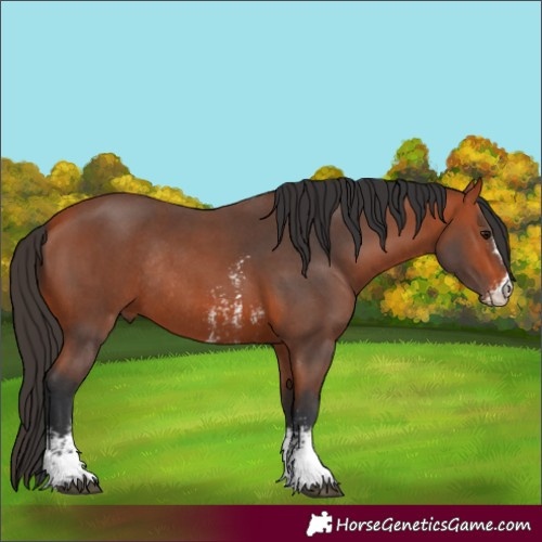 Horse Color:Bay Sabino Rabicano