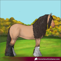 Horse Color:Bay Dun 