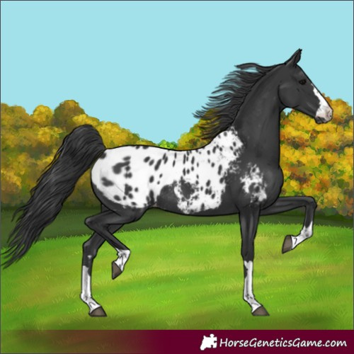 Horse Color:Black Blanket Rabicano 