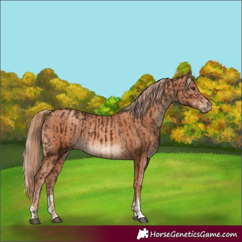 Horse Color:Liver Chestnut and Gold Champagne