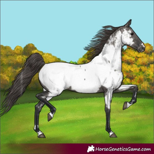 Horse Color:Grullo Near Fewspot Rabicano 