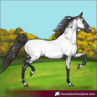 Horse Color:Grullo Near Fewspot Rabicano 