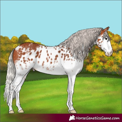 Horse Color:White Spotted Silver Bay Skewed LP Spotted Rabicano 