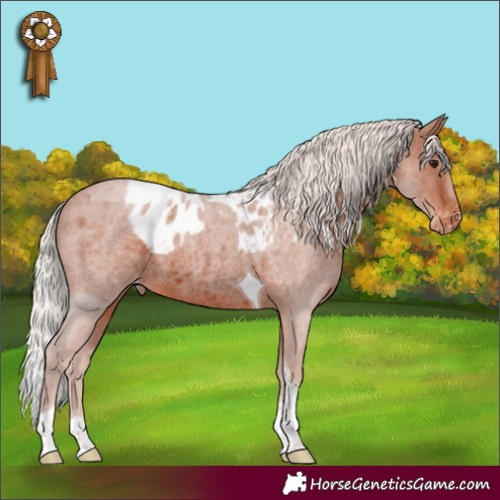 Horse Color:Silver Brown Roan Tobiano Skewed LP Spotted Rabicano 