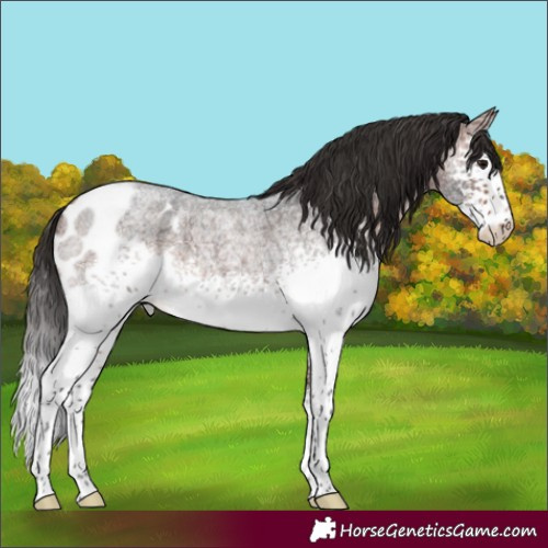 Horse Color:White Spotted Bay Roan Skewed LP Spotted Rabicano