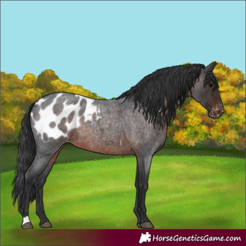 Horse Color:Brown Roan Blanket Rabicano 