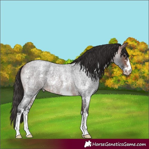 Horse Color:Bay Roan Sabino Varnish Rabicano