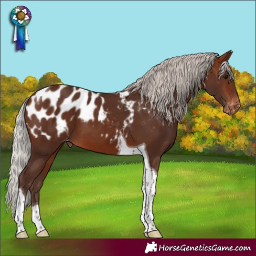 Horse Color:Silver Brown Tobiano Appaloosa 