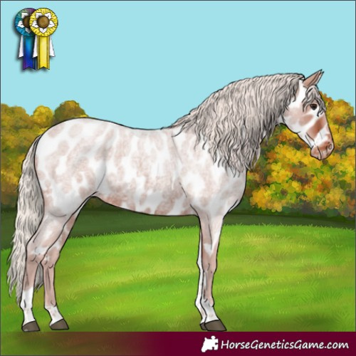 Horse Color:Silver Brown Roan Tobiano Near Leopard Rabicano 