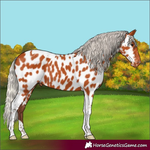 Horse Color:Silver Bay Tobiano Near Leopard 