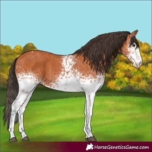 Horse Color:White Spotted Bay Skewed LP Spotted 