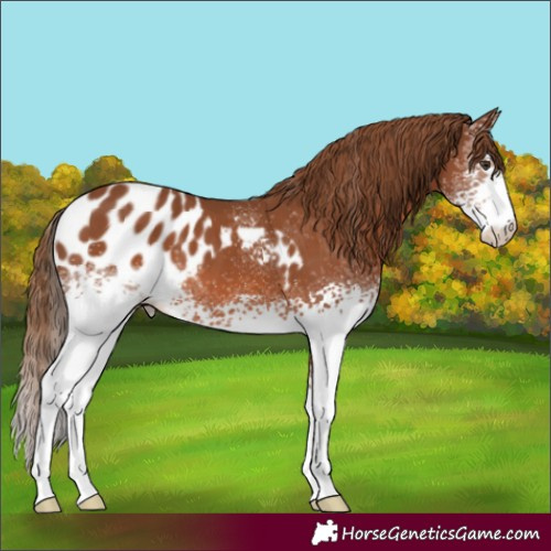 Horse Color:White Spotted Chestnut Skewed LP Spotted