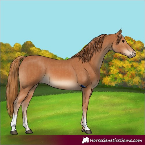 Horse Color:Chestnut and Chestnut