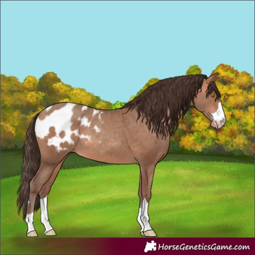 Horse Color:Amber Champagne Blanket