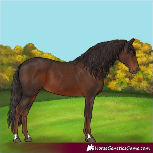 Horse Color:Liver Chestnut 