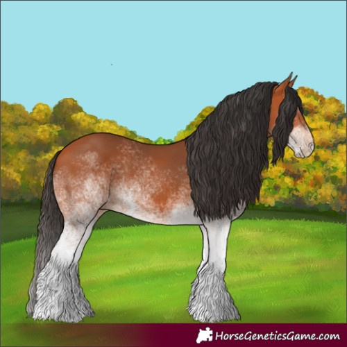 Horse Color:Unknown 