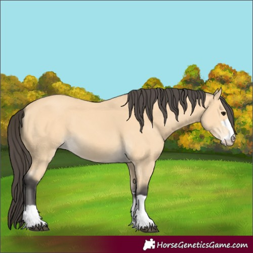 Horse Color:Unknown 