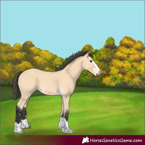 Horse Color:Unknown