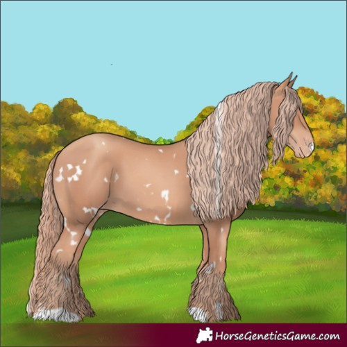 Horse Color:White Spotted Gold Champagne Appaloosa 
