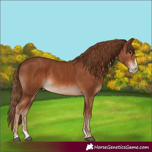 Horse Color:Chestnut and Chestnut Splash