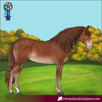 Horse Color:Chestnut and Chestnut Splash