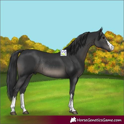 Horse Color:Black and Black Rabicano