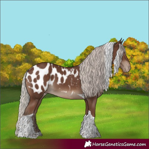 Horse Color:Silver Black Tobiano Appaloosa