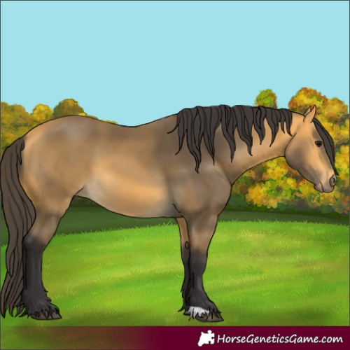 Horse Color:Buckskin
