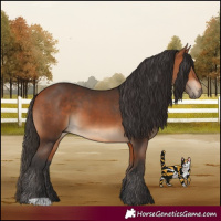 Horse Color:Bay and Bay