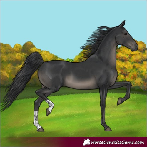Horse Color:Black  and Black 