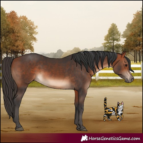 Horse Color:Bay  and Bay 