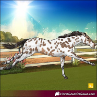 Horse Color:White Spotted Brown Dun Near Leopard