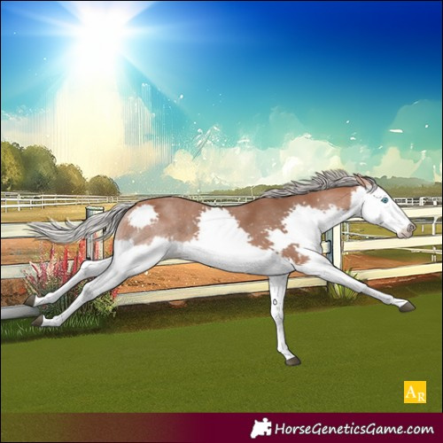 Horse Color:Silver Bay Splash 