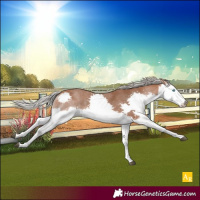 Horse Color:Silver Bay Splash