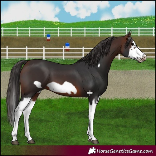 Horse Color:Brown Splash Frame
