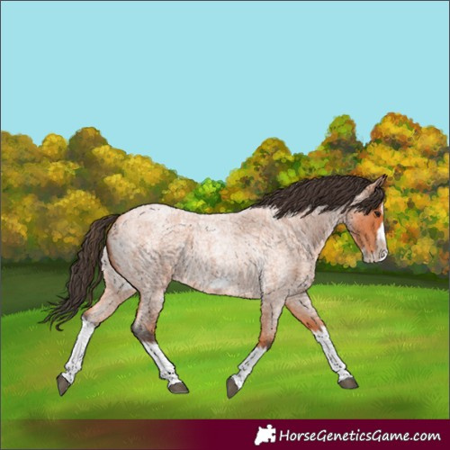 Horse Color:Bay Roan Splash Frame